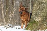 BERGER ALLEMAND 523
